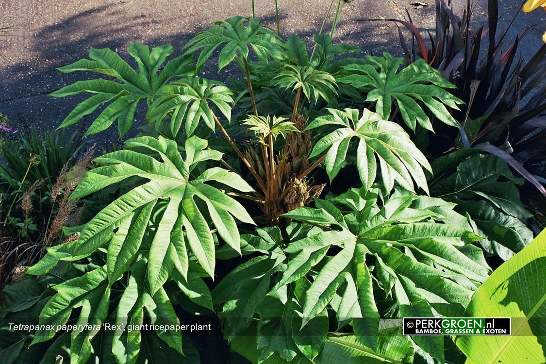 Tetrapanax paperyfera Rex giant ricepaper plant